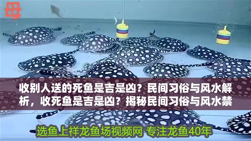 收別人送的死魚是吉是兇？民間習俗與風水解析，收死魚是吉是兇？揭秘民間習俗與風水禁忌