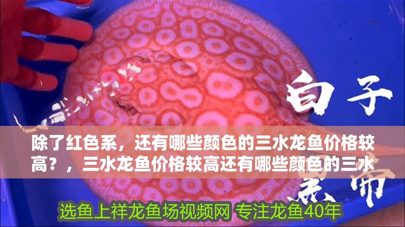 魚缸用增氧泵價格是多少:魚缸增氧機-xtrac增氧機-xtrac增氧機 除了紅色系,還有哪些顏色的三水龍魚價格較高?,三水龍魚價格較高還有哪些顏色的三水龍魚價格較高 龍魚百科 除了紅色系,還有哪些顏色的三水龍魚價格較高?,三水龍魚價格較高還有哪些顏色的三水龍魚價格較高 除了紅色系,還有哪些顏色的三水龍魚價格較高?,三水龍魚價格較高還有哪些顏色的三水龍魚價格較高 龍魚百科