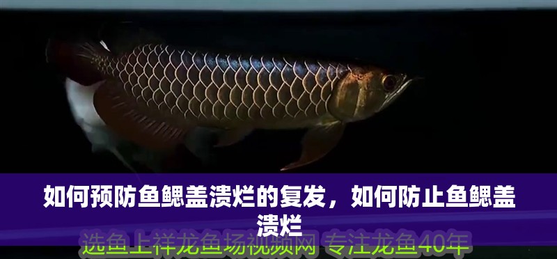 如何預防魚鰓蓋潰爛的復發，如何防止魚鰓蓋潰爛