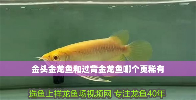 金頭金龍魚和過背金龍魚哪個更稀有 金頭金龍魚和過背金龍魚哪個更稀有 龍魚百科