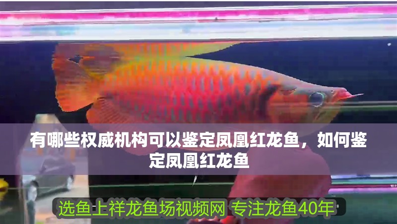 有哪些權威機構可以鑒定鳳凰紅龍魚，如何鑒定鳳凰紅龍魚 有哪些權威機構可以鑒定鳳凰紅龍魚，如何鑒定鳳凰紅龍魚 龍魚百科