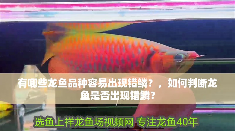 我的虎魚真菌感染了要怎么處理 有哪些龍魚品種容易出現錯鱗?,如何判斷龍魚是否出現錯鱗? 龍魚百科 有哪些龍魚品種容易出現錯鱗?,如何判斷龍魚是否出現錯鱗? 有哪些龍魚品種容易出現錯鱗?,如何判斷龍魚是否出現錯鱗? 龍魚百科