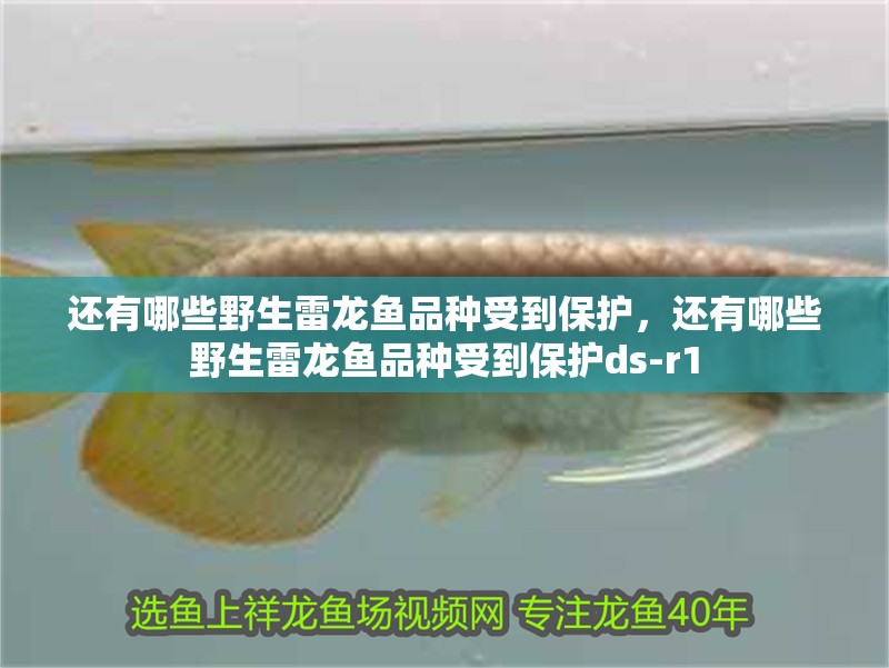 還有哪些野生雷龍魚品種受到保護，還有哪些野生雷龍魚品種受到保護ds-r1 還有哪些野生雷龍魚品種受到保護，還有哪些野生雷龍魚品種受到保護ds-r1 龍魚百科