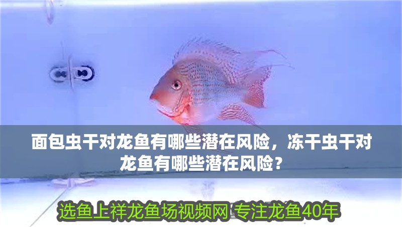 面包蟲干對龍魚有哪些潛在風險，凍干蟲干對龍魚有哪些潛在風險？