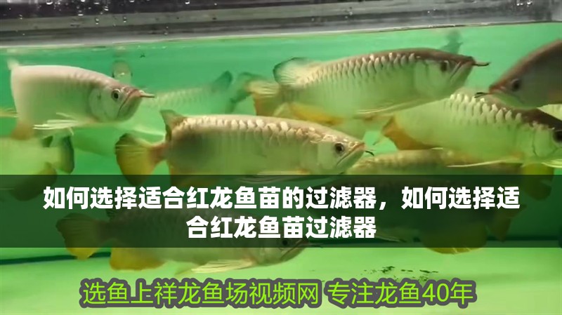 給大魚缸換水的作文:體驗(yàn)給大魚缸換水的樂趣:體驗(yàn)給大魚缸換水:給大魚缸換水的作文 如何選擇適合紅龍魚苗的過濾器,如何選擇適合紅龍魚苗過濾器 龍魚百科 如何選擇適合紅龍魚苗的過濾器,如何選擇適合紅龍魚苗過濾器 如何選擇適合紅龍魚苗的過濾器,如何選擇適合紅龍魚苗過濾器 龍魚百科
