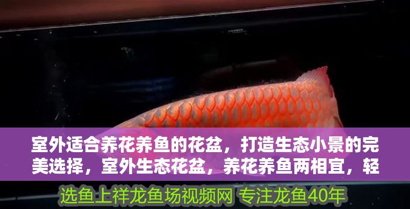 室外適合養花養魚的花盆，打造生態小景的完美選擇，室外生態花盆，養花養魚兩相宜，輕松打造自然小景