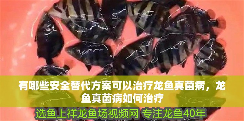有哪些安全替代方案可以治療龍魚真菌病，龍魚真菌病如何治療