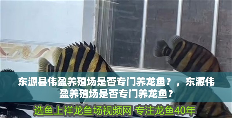 紅龍魚用黃燈烤有用嗎 東源縣偉盈養(yǎng)殖場是否專門養(yǎng)龍魚?,東源偉盈養(yǎng)殖場是否專門養(yǎng)龍魚? 龍魚百科 東源縣偉盈養(yǎng)殖場是否專門養(yǎng)龍魚?,東源偉盈養(yǎng)殖場是否專門養(yǎng)龍魚? 東源縣偉盈養(yǎng)殖場是否專門養(yǎng)龍魚?,東源偉盈養(yǎng)殖場是否專門養(yǎng)龍魚? 龍魚百科