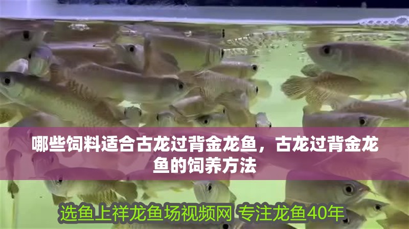 哪些飼料適合古龍過背金龍魚，古龍過背金龍魚的飼養方法 哪些飼料適合古龍過背金龍魚，古龍過背金龍魚的飼養方法 龍魚百科