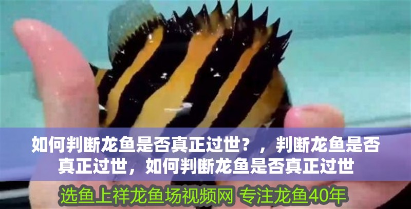 如何判斷龍魚是否真正過世？，判斷龍魚是否真正過世，如何判斷龍魚是否真正過世