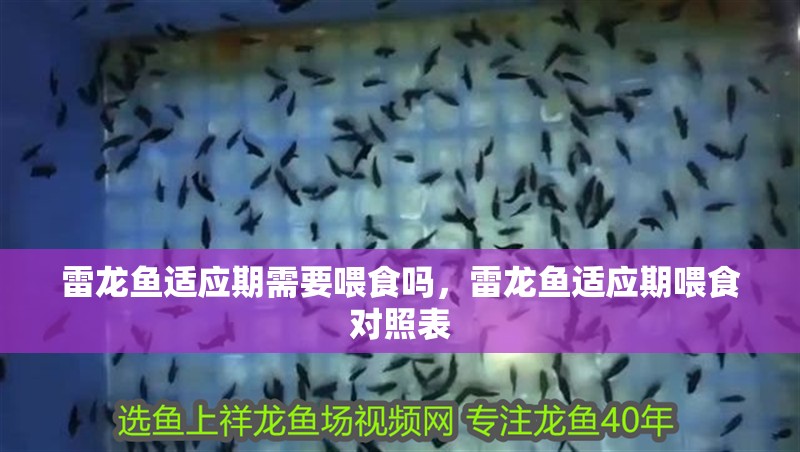 雷龍魚適應期需要喂食嗎，雷龍魚適應期喂食對照表