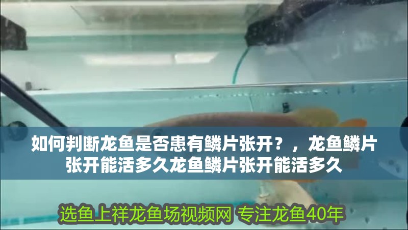 如何判斷龍魚是否患有鱗片張開？，龍魚鱗片張開能活多久龍魚鱗片張開能活多久