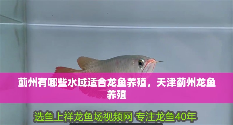 薊州有哪些水域適合龍魚養殖，天津薊州龍魚養殖