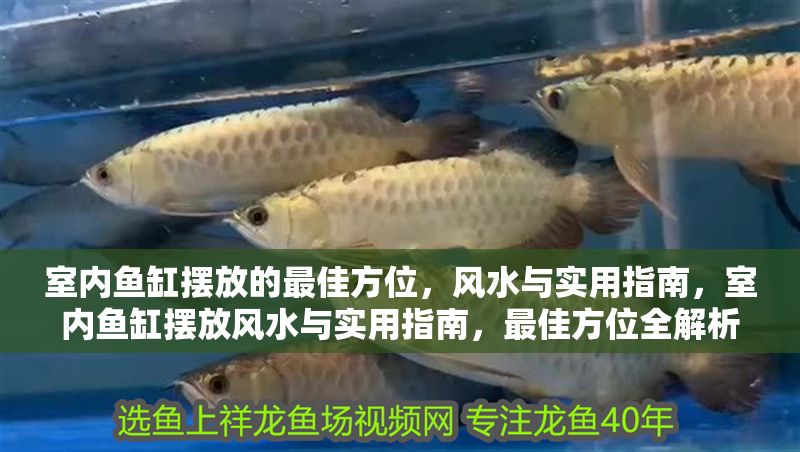 室內魚缸擺放的最佳方位，風水與實用指南，室內魚缸擺放風水與實用指南，最佳方位全解析 室內魚缸擺放的最佳方位，風水與實用指南，室內魚缸擺放風水與實用指南，最佳方位全解析 龍魚百科 第1張