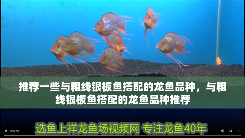 魚缸過濾器選購指南:自制魚缸過濾器魚缸上置過濾器對于養魚愛好者的必備知識 推薦一些與粗線銀板魚搭配的龍魚品種,與粗線銀板魚搭配的龍魚品種推薦 龍魚百科 推薦一些與粗線銀板魚搭配的龍魚品種,與粗線銀板魚搭配的龍魚品種推薦 推薦一些與粗線銀板魚搭配的龍魚品種,與粗線銀板魚搭配的龍魚品種推薦 龍魚百科
