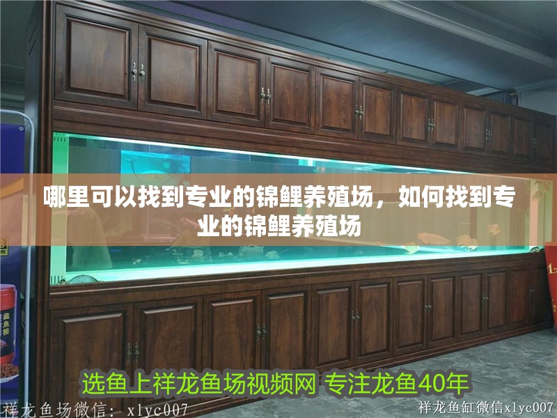 哪里可以找到專業的錦鯉養殖場，如何找到專業的錦鯉養殖場