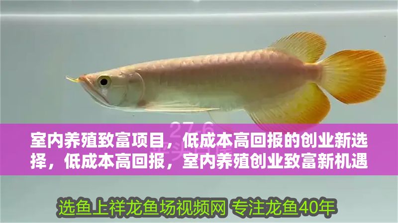 室內養殖致富項目，低成本高回報的創業新選擇，低成本高回報，室內養殖創業致富新機遇