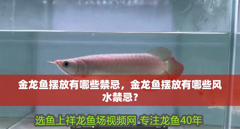 金龍魚擺放有哪些禁忌，金龍魚擺放有哪些風(fēng)水禁忌？ 金龍魚擺放有哪些禁忌，金龍魚擺放有哪些風(fēng)水禁忌？ 龍魚百科