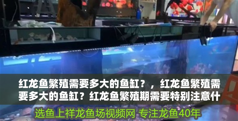 紅龍魚繁殖需要多大的魚缸？，紅龍魚繁殖需要多大的魚缸？紅龍魚繁殖期需要特別注意什么？ 紅龍魚繁殖需要多大的魚缸？，紅龍魚繁殖需要多大的魚缸？紅龍魚繁殖期需要特別注意什么？ 龍魚百科