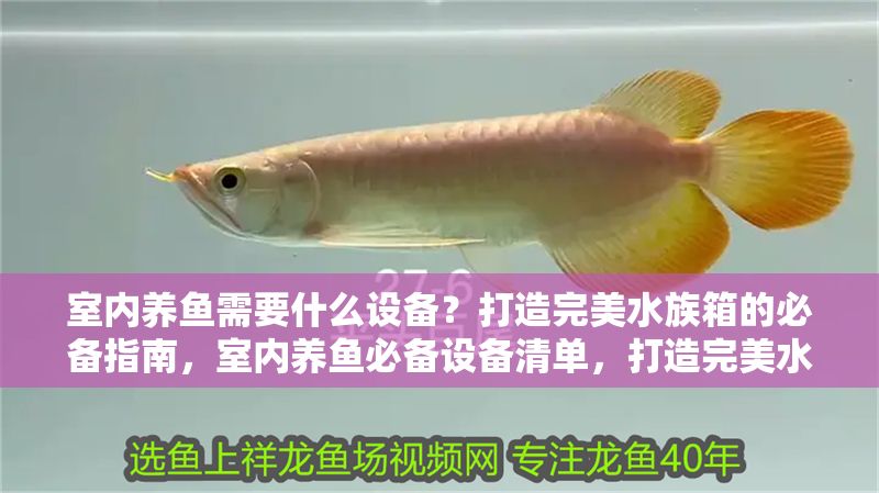 室內養魚需要什么設備？打造完美水族箱的必備指南，室內養魚必備設備清單，打造完美水族箱的完整指南 室內養魚需要什么設備？打造完美水族箱的必備指南，室內養魚必備設備清單，打造完美水族箱的完整指南 龍魚百科 第1張