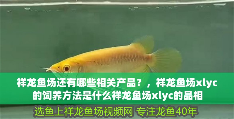 印尼虎魚多少溫度飼養最好:印尼虎魚多少溫度飼養最好印尼虎魚多少溫度飼養最好 祥龍魚場還有哪些相關產品?,祥龍魚場xlyc的飼養方法是什么祥龍魚場xlyc的品相 龍魚百科 祥龍魚場還有哪些相關產品?,祥龍魚場xlyc的飼養方法是什么祥龍魚場xlyc的品相 祥龍魚場還有哪些相關產品?,祥龍魚場xlyc的飼養方法是什么祥龍魚場xlyc的品相 龍魚百科