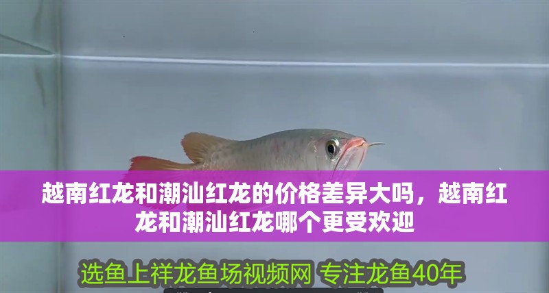 越南紅龍和潮汕紅龍的價格差異大嗎，越南紅龍和潮汕紅龍哪個更受歡迎 越南紅龍和潮汕紅龍的價格差異大嗎，越南紅龍和潮汕紅龍哪個更受歡迎 龍魚百科