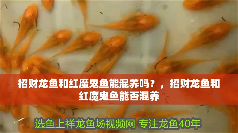 招財龍魚和紅魔鬼魚能混養嗎？，招財龍魚和紅魔鬼魚能否混養