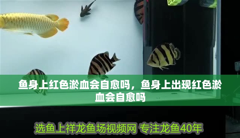 魚缸用增氧泵價格是多少:魚缸增氧機-xtrac增氧機-xtrac增氧機 魚身上紅色淤血會自愈嗎,魚身上出現(xiàn)紅色淤血會自愈嗎 龍魚百科 魚身上紅色淤血會自愈嗎,魚身上出現(xiàn)紅色淤血會自愈嗎 魚身上紅色淤血會自愈嗎,魚身上出現(xiàn)紅色淤血會自愈嗎 龍魚百科