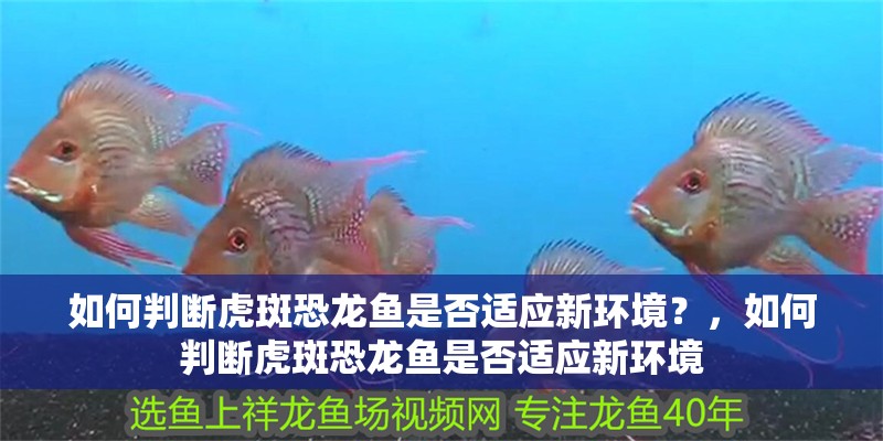 如何判斷虎斑恐龍魚是否適應(yīng)新環(huán)境？，如何判斷虎斑恐龍魚是否適應(yīng)新環(huán)境