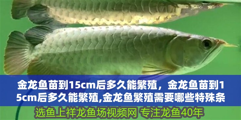 金龍魚苗到15cm后多久能繁殖，金龍魚苗到15cm后多久能繁殖,金龍魚繁殖需要哪些特殊條件