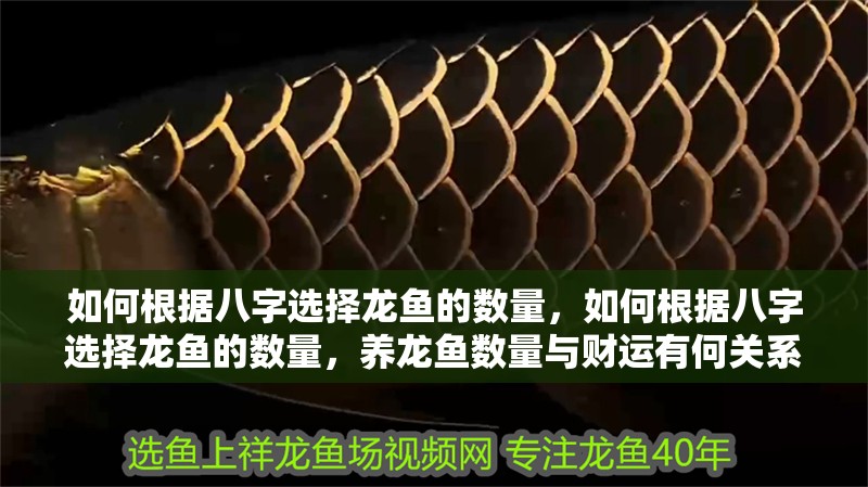 魚缸用增氧泵價格是多少:魚缸增氧機-xtrac增氧機-xtrac增氧機 如何根據八字選擇龍魚的數量,如何根據八字選擇龍魚的數量,養龍魚數量與財運有何關系 龍魚百科 如何根據八字選擇龍魚的數量,如何根據八字選擇龍魚的數量,養龍魚數量與財運有何關系 如何根據八字選擇龍魚的數量,如何根據八字選擇龍魚的數量,養龍魚數量與財運有何關系 龍魚百科