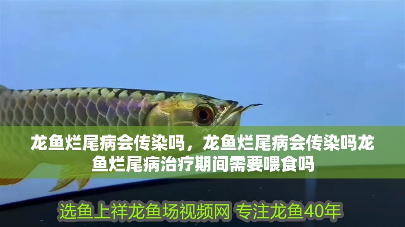 龍魚爛尾病會傳染嗎，龍魚爛尾病會傳染嗎龍魚爛尾病治療期間需要喂食嗎 龍魚爛尾病會傳染嗎，龍魚爛尾病會傳染嗎龍魚爛尾病治療期間需要喂食嗎 龍魚百科