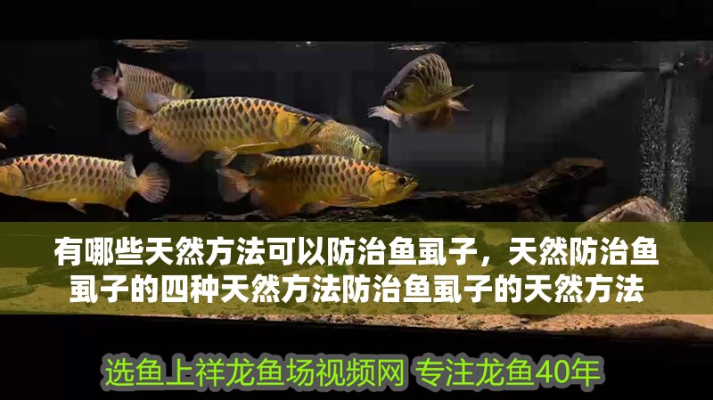 有哪些天然方法可以防治魚虱子，天然防治魚虱子的四種天然方法防治魚虱子的天然方法 有哪些天然方法可以防治魚虱子，天然防治魚虱子的四種天然方法防治魚虱子的天然方法 龍魚百科