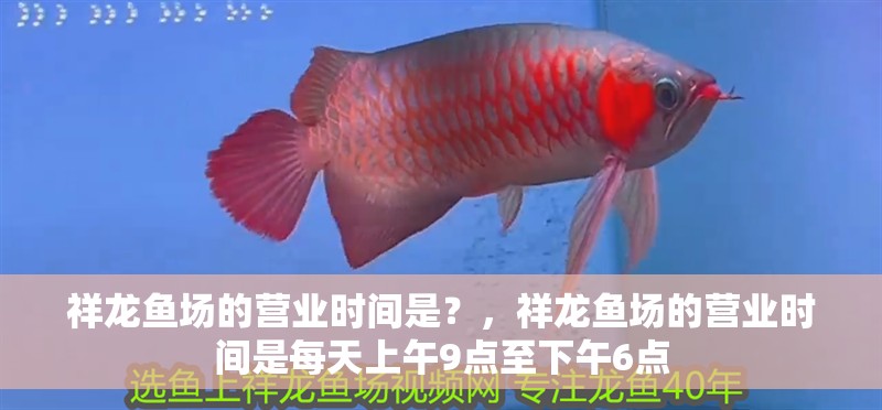 祥龍魚場的營業(yè)時間是？，祥龍魚場的營業(yè)時間是每天上午9點至下午6點 祥龍魚場的營業(yè)時間是？，祥龍魚場的營業(yè)時間是每天上午9點至下午6點 龍魚百科