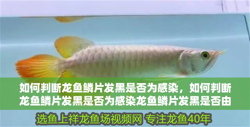 如何判斷龍魚鱗片發黑是否為感染，如何判斷龍魚鱗片發黑是否為感染龍魚鱗片發黑是否由感染引起 如何判斷龍魚鱗片發黑是否為感染，如何判斷龍魚鱗片發黑是否為感染龍魚鱗片發黑是否由感染引起 龍魚百科