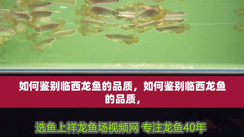 如何鑒別臨西龍魚的品質，如何鑒別臨西龍魚的品質， 如何鑒別臨西龍魚的品質，如何鑒別臨西龍魚的品質， 龍魚百科