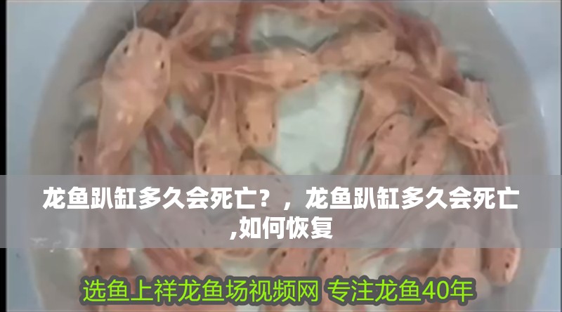 詳細閱讀:龍魚趴缸多久會死亡?,龍魚趴缸多久會死亡,如何恢復 龍魚趴缸多久會死亡?,龍魚趴缸多久會死亡,如何恢復