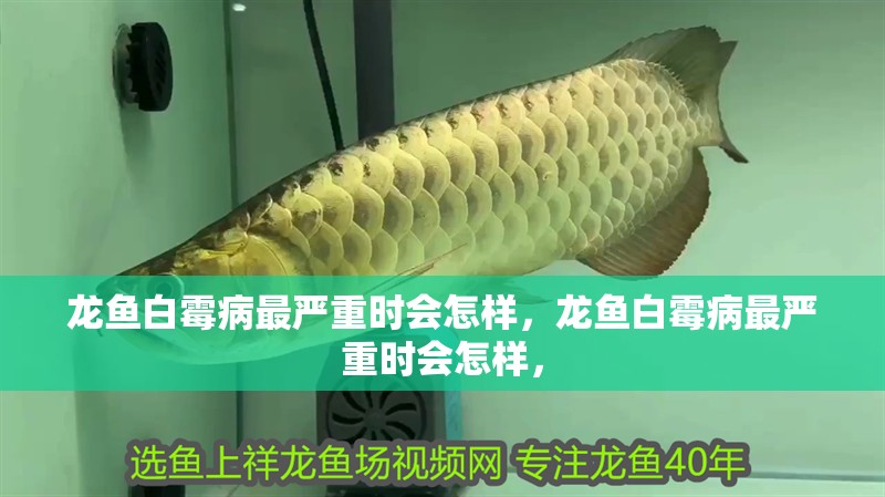 紅龍魚用黃燈烤有用嗎 龍魚白霉病最嚴重時會怎樣,龍魚白霉病最嚴重時會怎樣, 龍魚百科 龍魚白霉病最嚴重時會怎樣,龍魚白霉病最嚴重時會怎樣, 龍魚白霉病最嚴重時會怎樣,龍魚白霉病最嚴重時會怎樣, 龍魚百科