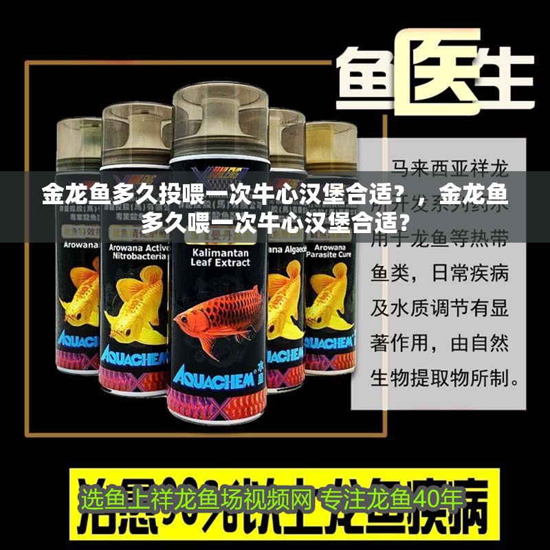 金龍魚多久投喂一次牛心漢堡合適？，金龍魚多久喂一次牛心漢堡合適？ 金龍魚多久投喂一次牛心漢堡合適？，金龍魚多久喂一次牛心漢堡合適？ 龍魚百科