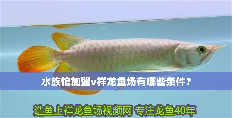 水族館加盟v祥龍魚場有哪些條件？