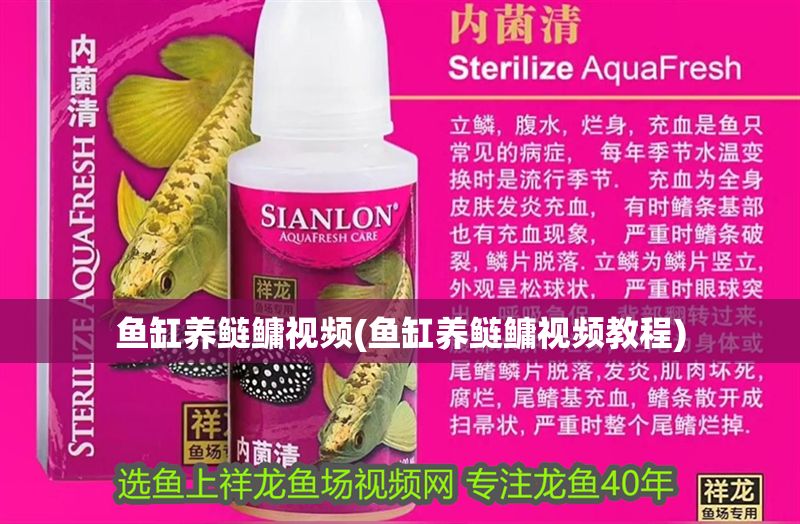 魚缸養鰱鳙視頻(魚缸養鰱鳙視頻教程)