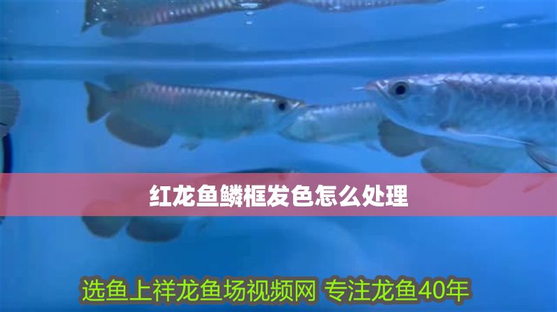 紅龍魚鱗框發色怎么處理