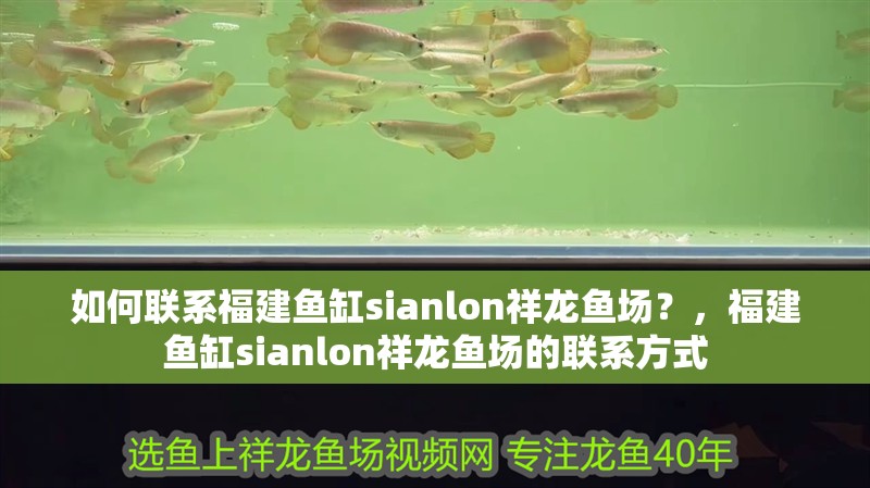 如何聯(lián)系福建魚缸sianlon祥龍魚場？，福建魚缸sianlon祥龍魚場的聯(lián)系方式