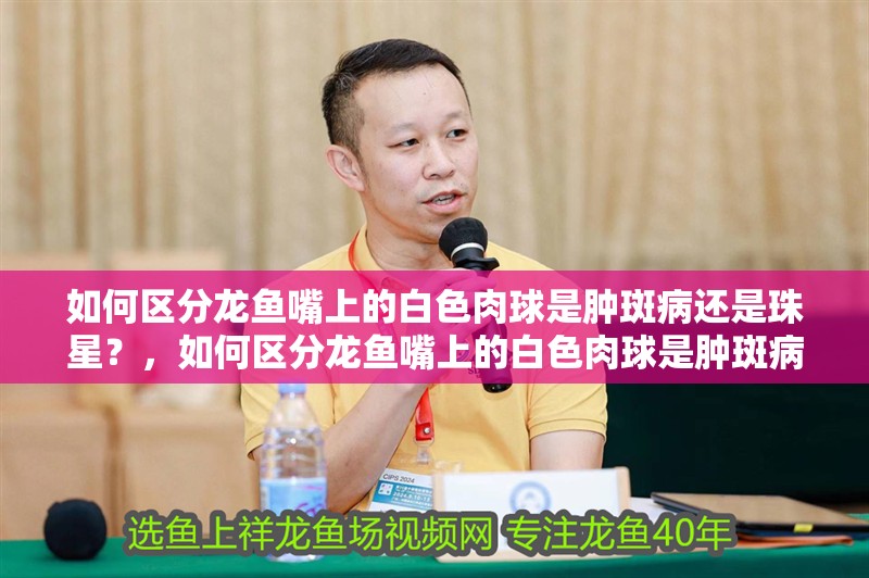 如何區分龍魚嘴上的白色肉球是腫斑病還是珠星？，如何區分龍魚嘴上的白色肉球是腫斑病還是珠星病 如何區分龍魚嘴上的白色肉球是腫斑病還是珠星？，如何區分龍魚嘴上的白色肉球是腫斑病還是珠星病 龍魚百科