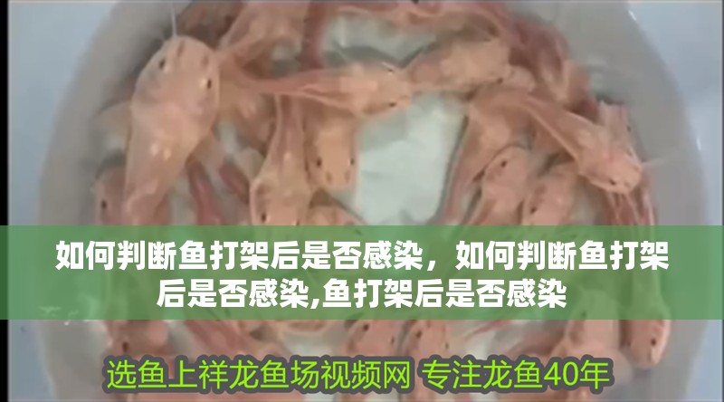 龍魚干蝦有營養(yǎng)嗎 如何判斷魚打架后是否感染,如何判斷魚打架后是否感染,魚打架后是否感染 龍魚百科 如何判斷魚打架后是否感染,如何判斷魚打架后是否感染,魚打架后是否感染 如何判斷魚打架后是否感染,如何判斷魚打架后是否感染,魚打架后是否感染 龍魚百科