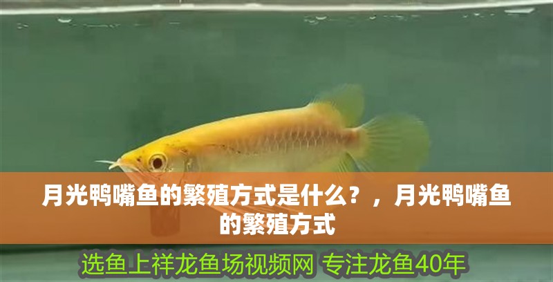 月光鴨嘴魚的繁殖方式是什么？，月光鴨嘴魚的繁殖方式