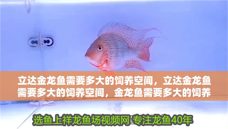 立達金龍魚需要多大的飼養空間，立達金龍魚需要多大的飼養空間，金龍魚需要多大的飼養空間