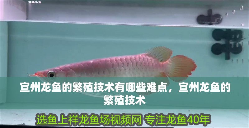 魚缸用增氧泵價格是多少:魚缸增氧機-xtrac增氧機-xtrac增氧機 宣州龍魚的繁殖技術有哪些難點,宣州龍魚的繁殖技術 龍魚百科 宣州龍魚的繁殖技術有哪些難點,宣州龍魚的繁殖技術 宣州龍魚的繁殖技術有哪些難點,宣州龍魚的繁殖技術 龍魚百科