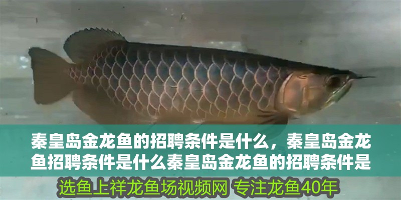 秦皇島金龍魚的招聘條件是什么，秦皇島金龍魚招聘條件是什么秦皇島金龍魚的招聘條件是什么