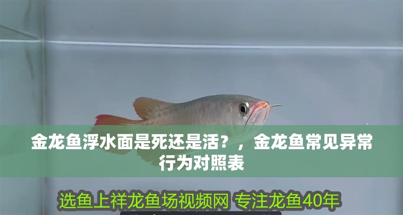 金龍魚浮水面是死還是活？，金龍魚常見異常行為對照表 金龍魚浮水面是死還是活？，金龍魚常見異常行為對照表 龍魚百科